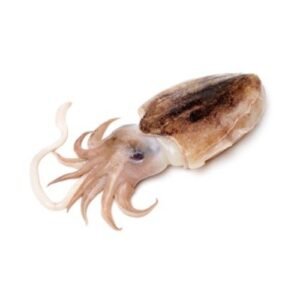 A closeup of fresh cuttlefish from the Arabian sea ready for online seafood delivery in Pakistan