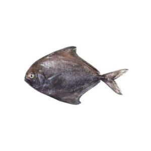 A fresh Black pomfret fish also knows as kala paplet