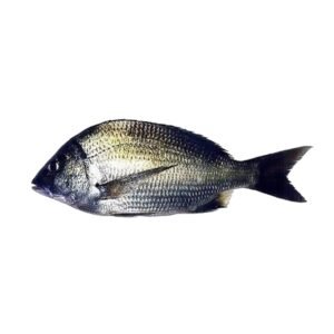 A fresh Goldsilk bream Kala Dandia 1 1