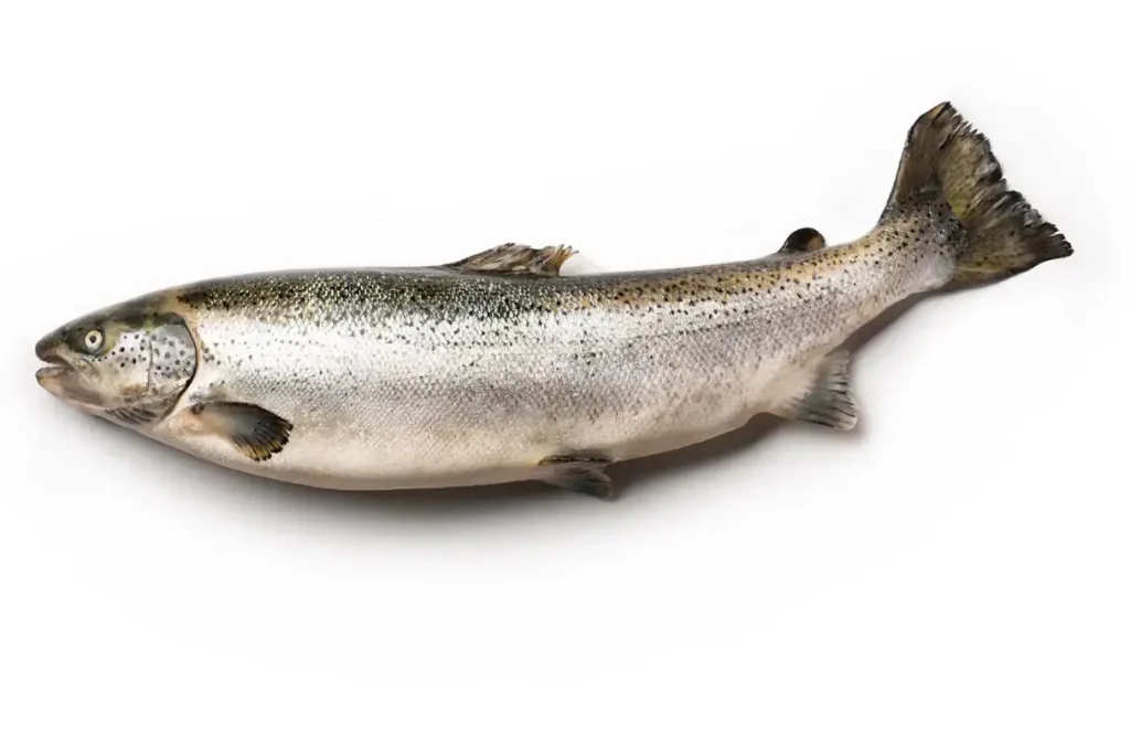 A whole Uncleaned Fish 1024x664 1