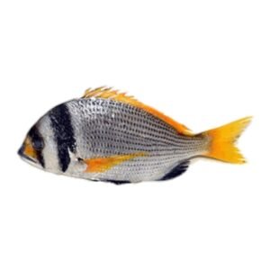 Bridled Sea Bream Captain 1