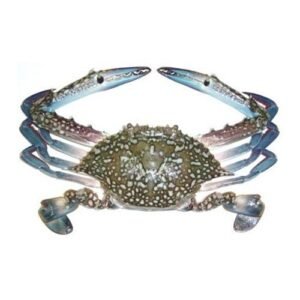 Fresh Blue Crab 1