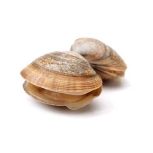 Fresh Clams for online delivery in Pakistan 1 1