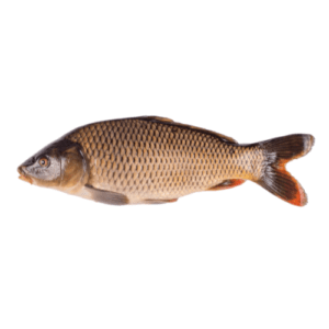 Common Carp (Gulfam)