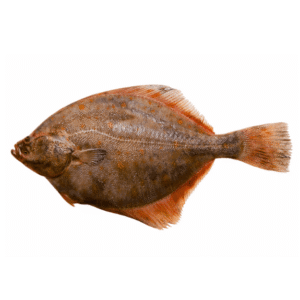 Fresh Halibut Fish Hajjam Fish for online Seafood Delivery in Pakistan 1