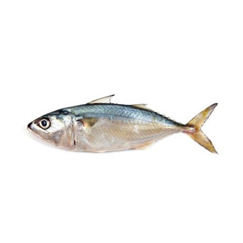 Indian Mackerel (Bangda)