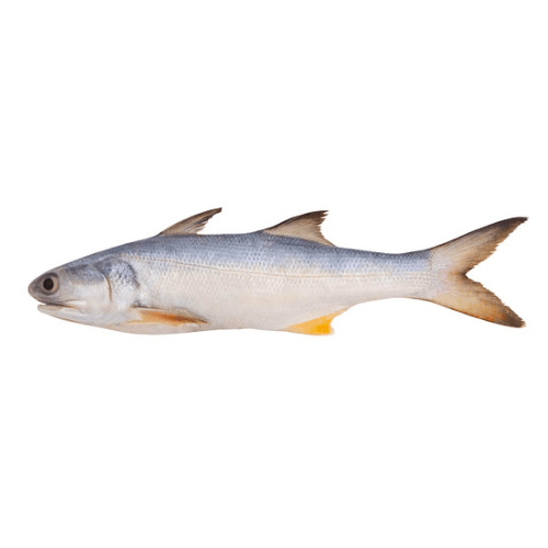 Fresh Indian Salmon Fish Rawans Fish for online Seafood Delivery in Pakistan 1