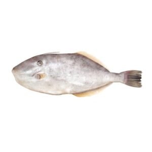 Fresh Irani Paplet Leatherjacket fish 1 1