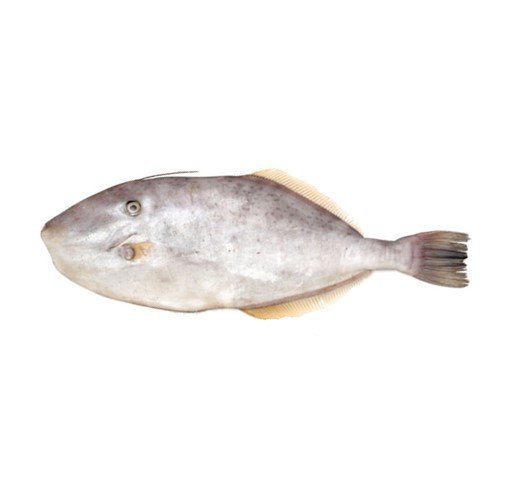 Fresh Irani Paplet Leatherjacket fish 1 1
