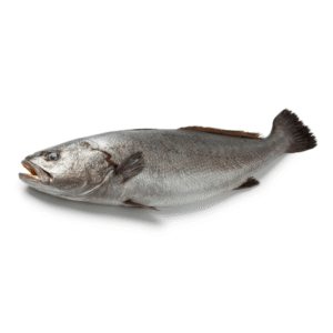 Fresh Japense Meagre Sua for online Seafood Delivery in Pakistan 1