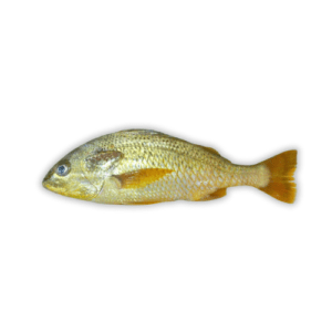 Fresh Javelin Fish Dhotar Fish for online Seafood Delivery in Pakistan 1 1