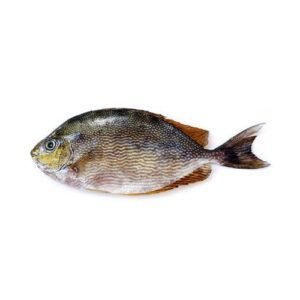 Fresh Kala Saafi Rabit Fish 1 1