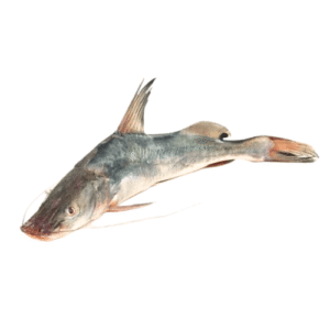 Fresh Longwhiskered Catfish Singhari for online Seafood Delivery in Pakistan 1