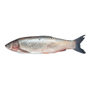 Fresh Mrigal Carp Murathi Fish for online Seafood Delivery in Pakistan