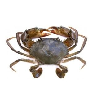 Mud Crab