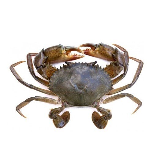 Mud Crab