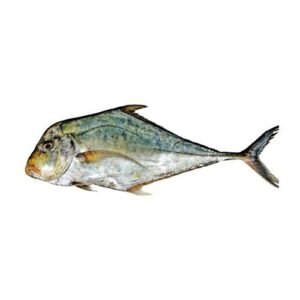 Fresh Pattal fish Diamond Trevaly 1