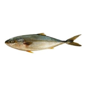 Fresh Saafi fish Amberjack 1 1