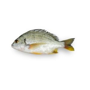 Fresh Safaid Dandia fish Sea Bream