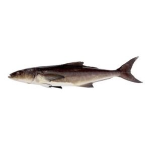 Fresh Sangra fish Cobia 1 1
