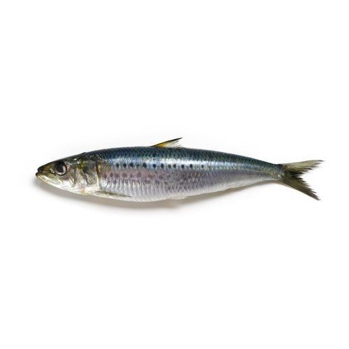 Fresh Sardine fish 1