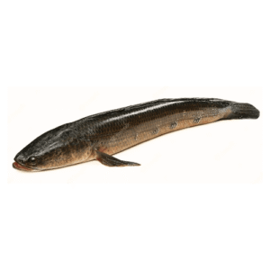 Fresh Snakehead Sole Fish for online Seafood Delivery in Pakistan 1