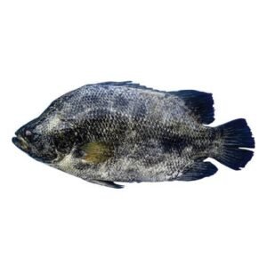 Fresh Tripletail fish for online seafood delivery in Pakistan 1