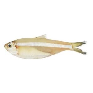 Fresh White Sardine in Paksitan.png 1