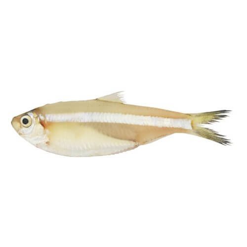 Fresh White Sardine in Paksitan.png 1