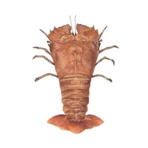 Fresh and wild caught Slipper lobster ready for online seafood delivery in Pakistan 1