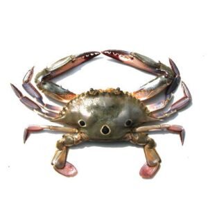 Fresh three spot crab 1