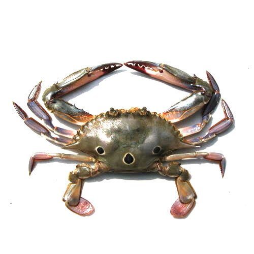 Fresh three spot crab 1