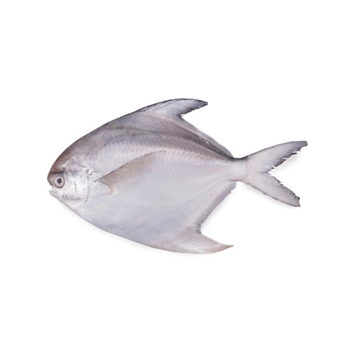 White Pomfret (Safaid Paplet)