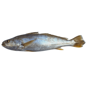 Croaker (Mushka)