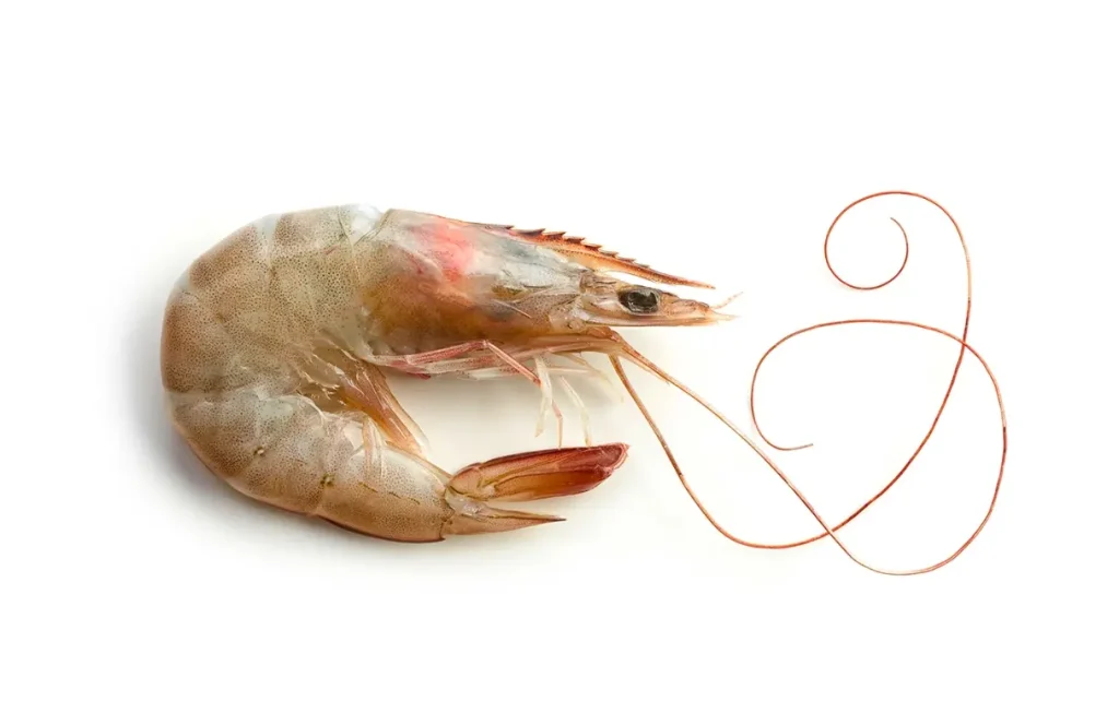 Whole Head ON Shell ON 1024x664 1