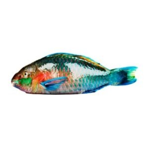 fresh parrot fish hareed 1 1