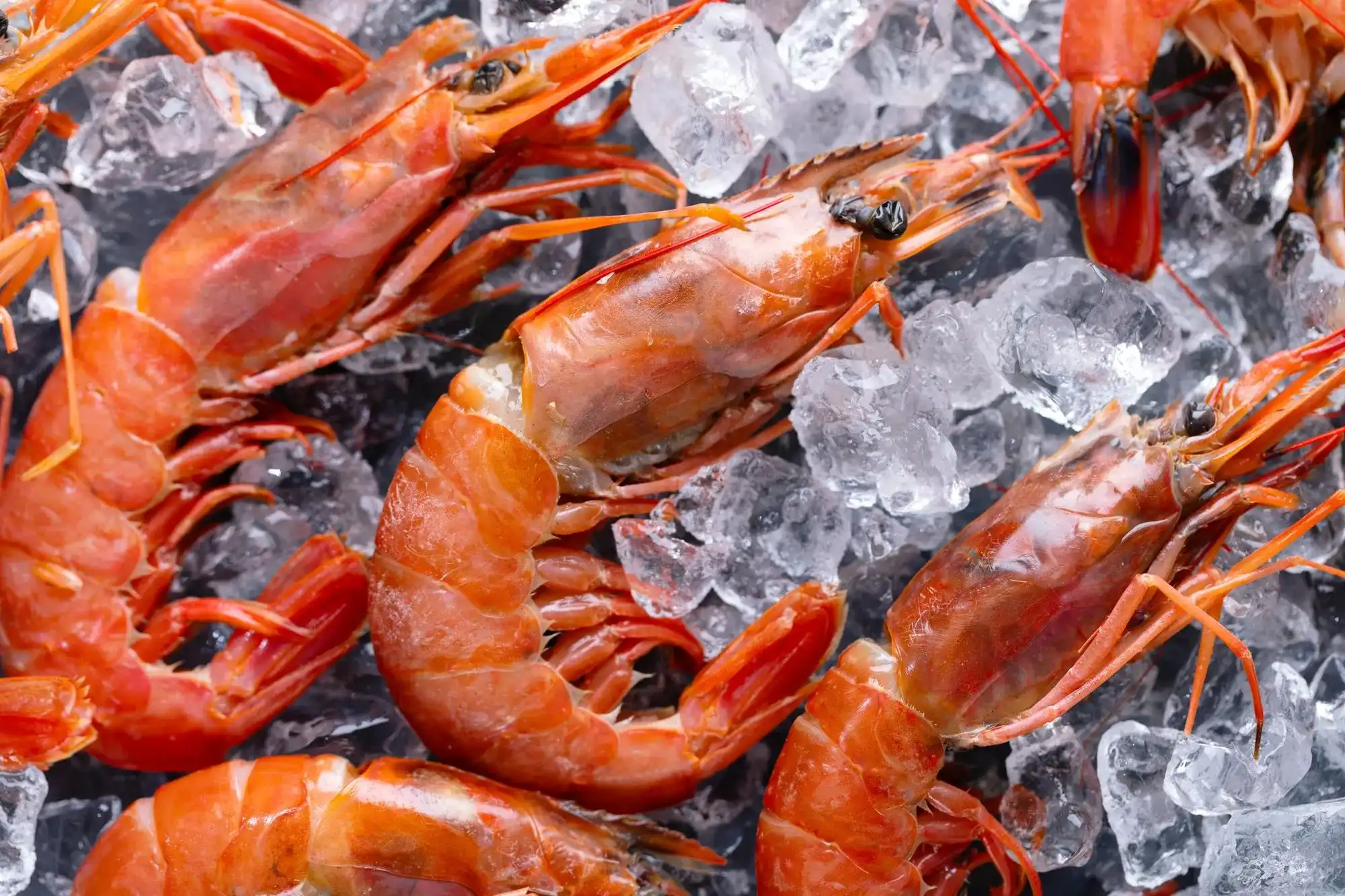 Fresh Prawns Decent Seafood Online Fresh Seafood Delivery In Karachi Lahore Islamabad Across Pakistan.