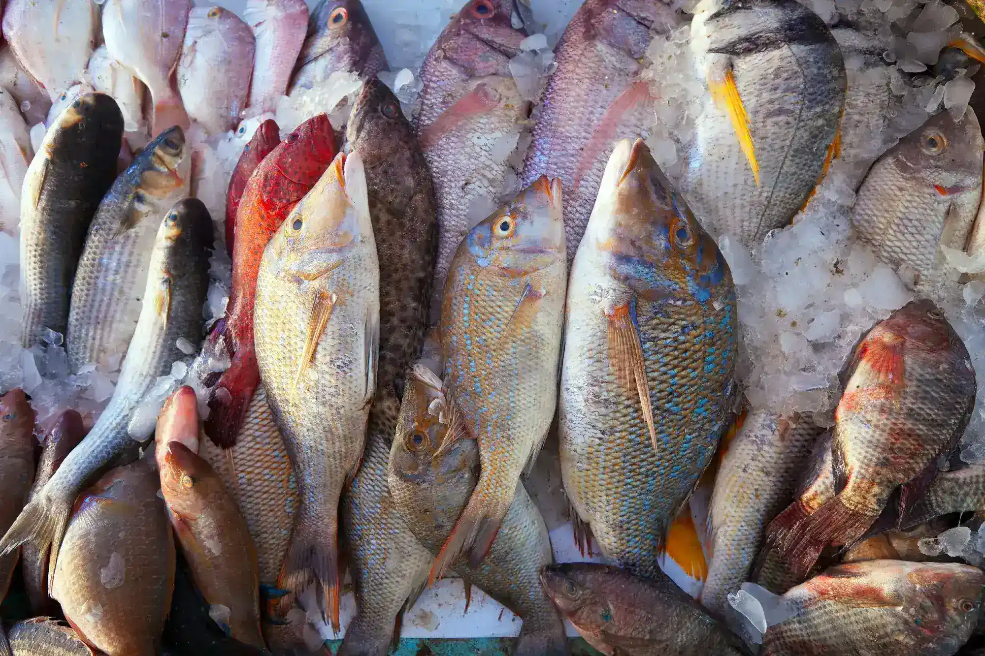 Buy Fresh Sea Fish 60+ Species Decent Seafood Online Fresh Seafood Delivery In Karachi Lahore, Islamabad, Across Pakistan.