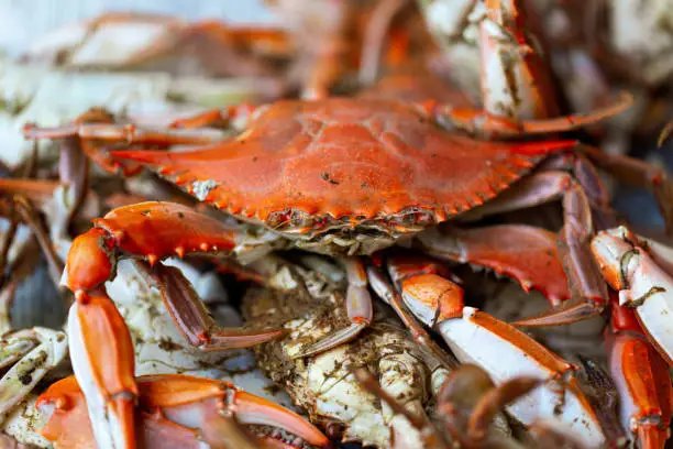 Fresh Lobster And Crabs Decent Seafood Online Fresh Seafood Delivery In Karachi Lahore Islamabad Across Pakistan.